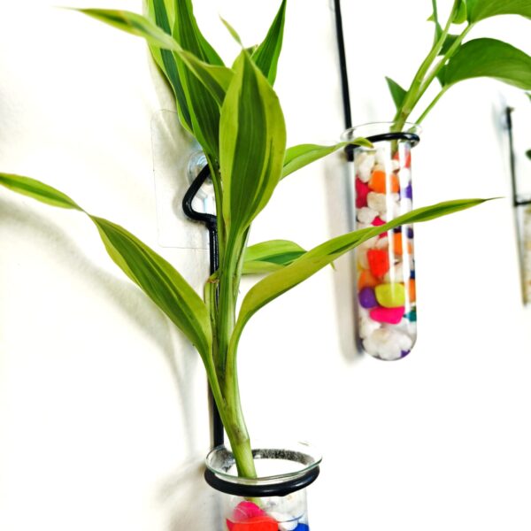 Metal Hanging 5 Piece Combo Tube Planter for Hydroponic Plants Home and Office Decoration with Colorful Stone