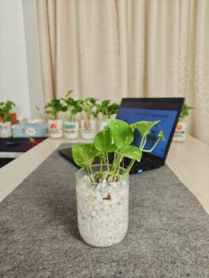 Glass Jar Planter With Natural White-Stone and Golden Pothos