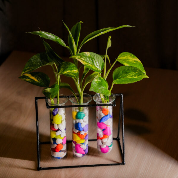 Metal Desk Planter 3 Tube With Mix Color-Stone and Golden Pothos and Lucky Bamboo