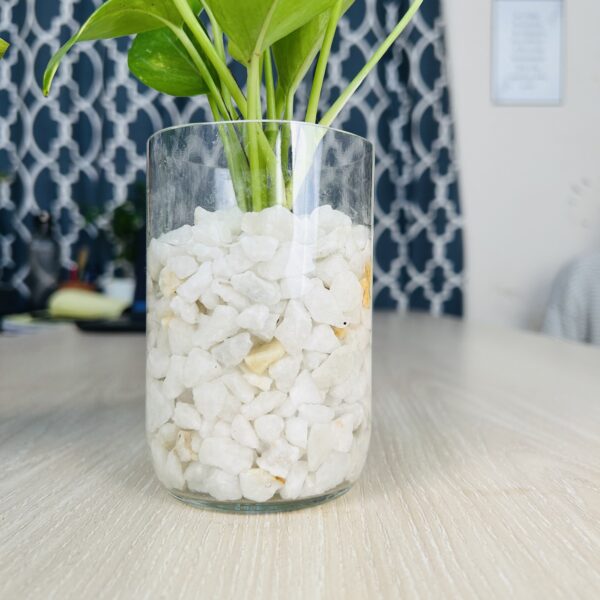 gjp 2 Glass Jar Planter With Natural White-Stone and Golden Pothos
