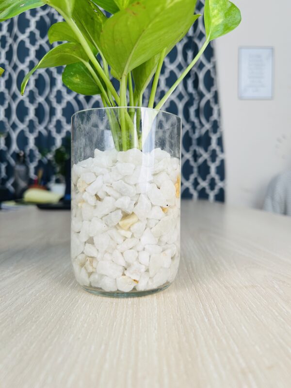 gjp 2 Glass Jar Planter With Natural White-Stone and Golden Pothos
