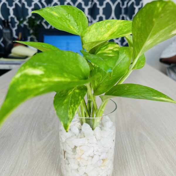 gjp 3 Glass Jar Planter With Natural White-Stone and Golden Pothos