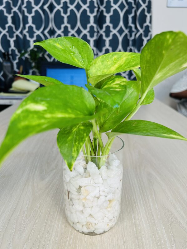 gjp 3 Glass Jar Planter With Natural White-Stone and Golden Pothos