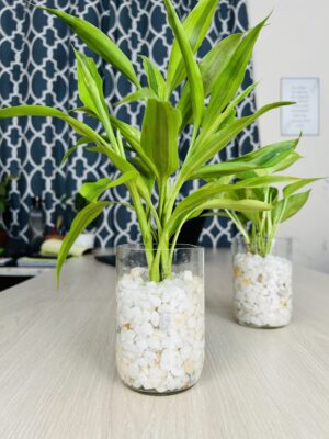 Glass Jar Planter With Natural White-Stone and Golden Pothos and Lucky Bamboo