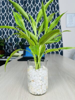 Glass Jar Planter With Natural White-Stone and Lucky Bamboo