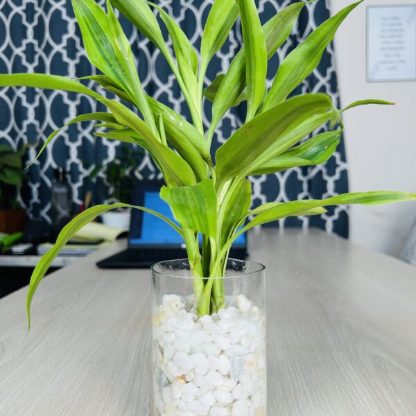 lb 1 Glass Jar Planter With Natural White-Stone and Lucky Bamboo