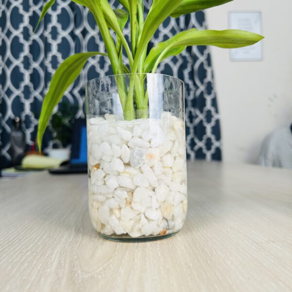 lb 2 Glass Jar Planter With Natural White-Stone and Lucky Bamboo