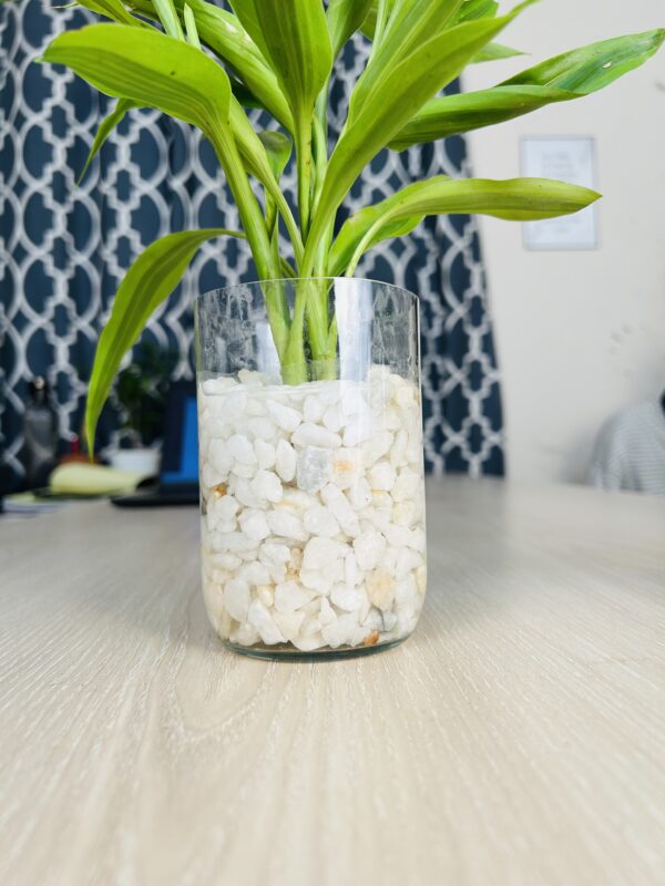 lb 2 Glass Jar Planter With Natural White-Stone and Lucky Bamboo