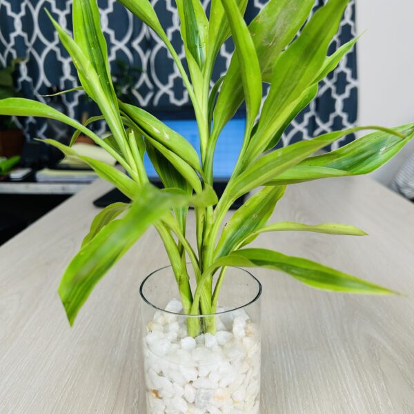lb 3 Glass Jar Planter With Natural White-Stone and Lucky Bamboo