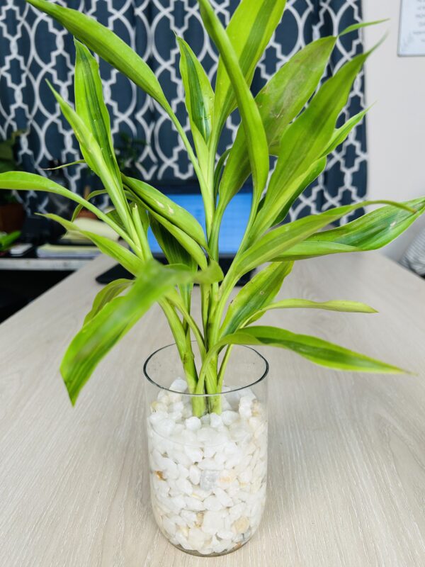 lb 3 Glass Jar Planter With Natural White-Stone and Lucky Bamboo